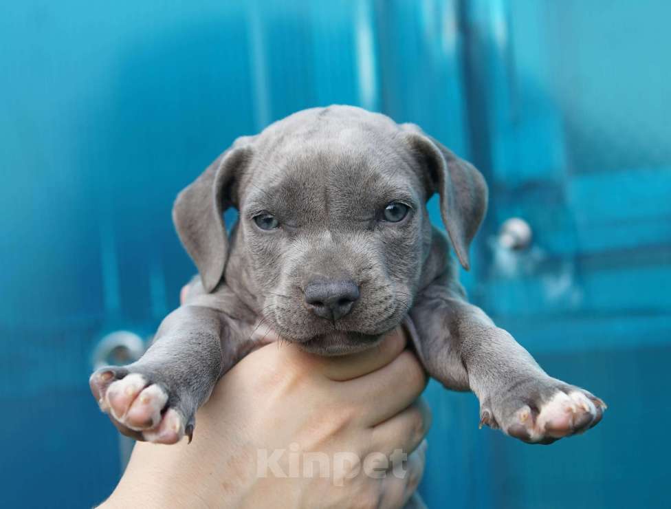 Собаки в Санкт-Петербурге: Милый щенок Прайтер Мальчик, 55 000 руб. - фото 3