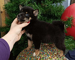 Собаки в Сертолово: Сиба девочка продажа Девочка, 80 000 руб. - фото 1