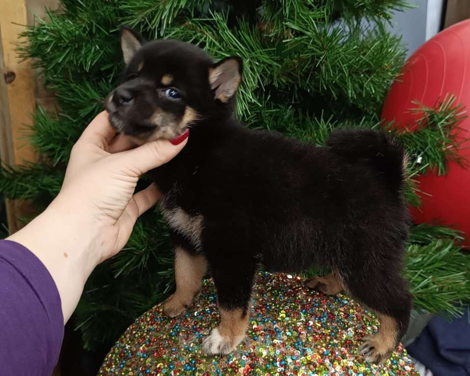 Собаки в Сертолово: Сиба девочка продажа Девочка, 80 000 руб. - фото 1