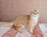 Кошки в Орлове: Кот шоколадное золото в разведение, 120 000 руб. - фото 3