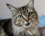 Кошки в Теберде: Котята Мейн Кун, 16 000 руб. - фото 7
