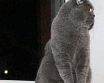 Кошки в Кувшиново: Вязка с Британским опытным котом, 3 000 руб. - фото 7