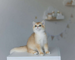 Кошки в Москве: Британские котята золотого окраса Мальчик, 55 000 руб. - фото 5
