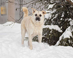 Собаки в Москве: Ева невероятной красоты ищет дом Девочка, Бесплатно - фото 4