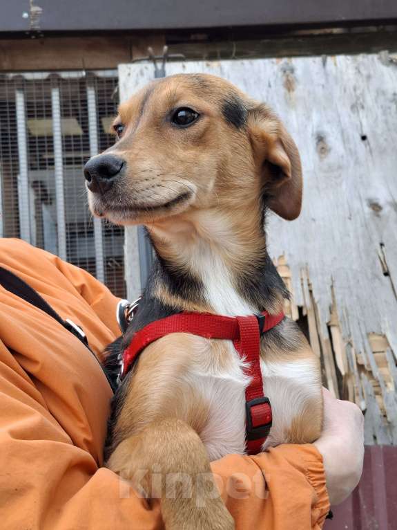 Собаки в Сергиеве Посаде: Девочка Дина Девочка, Бесплатно - фото 4