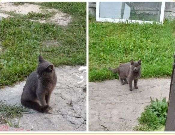 Кошки в Сургуте: Пристраивается котик Мальчик, Бесплатно - фото 1