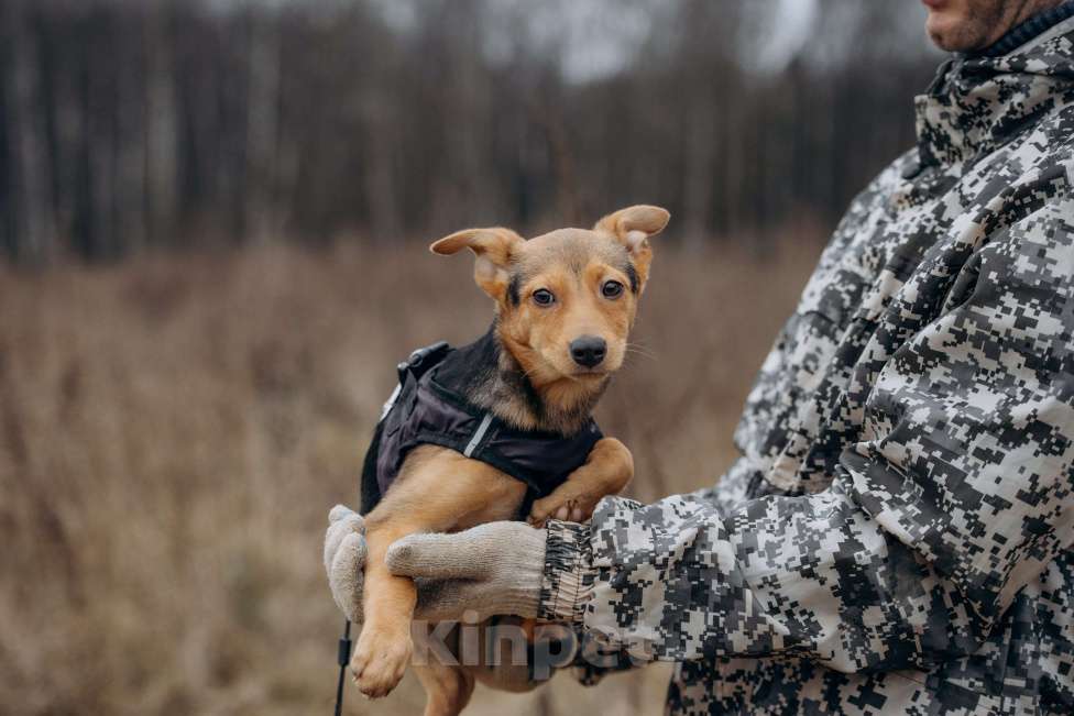 Собаки в Москве: Щенок в добрые руки Девочка, Бесплатно - фото 5