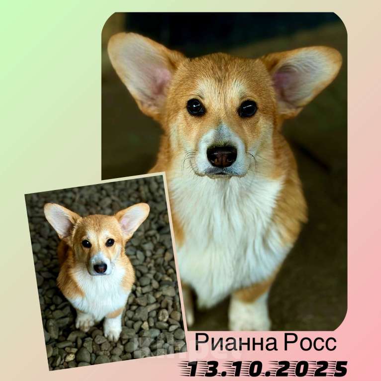 Собаки в Краснодаре: Щенки Вельш-корги Пемброк Мальчик, 40 000 руб. - фото 1