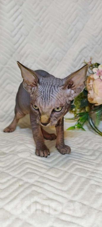 Кошки в Москве: Топовая девочка канадочка Девочка, 50 000 руб. - фото 3