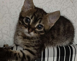 Кошки в Севастополе: Котёнок, девочка. Подпалового окраса. Полосатая. Девочка, Бесплатно - фото 6