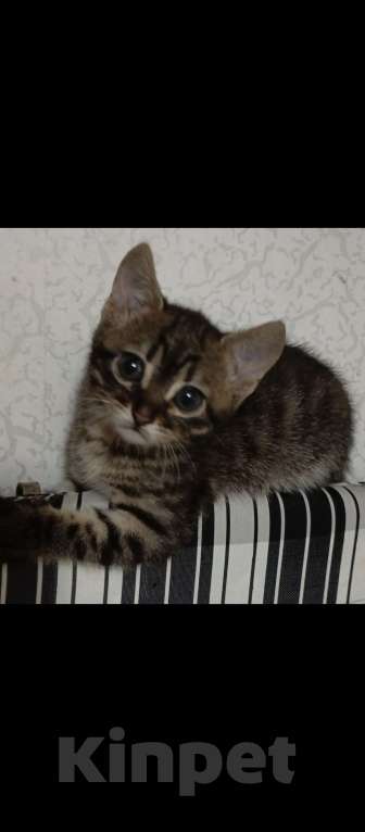 Кошки в Севастополе: Котёнок, девочка. Подпалового окраса. Полосатая. Девочка, Бесплатно - фото 6