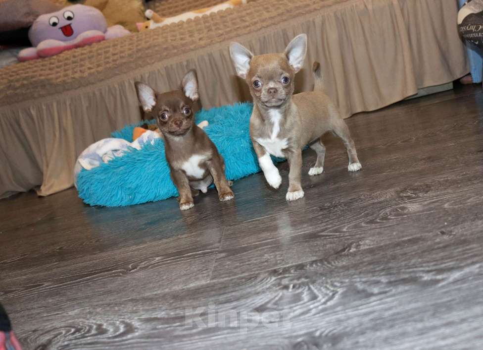 Собаки в Москве: Шоколадный чихуахуа Мальчик, 39 000 руб. - фото 2