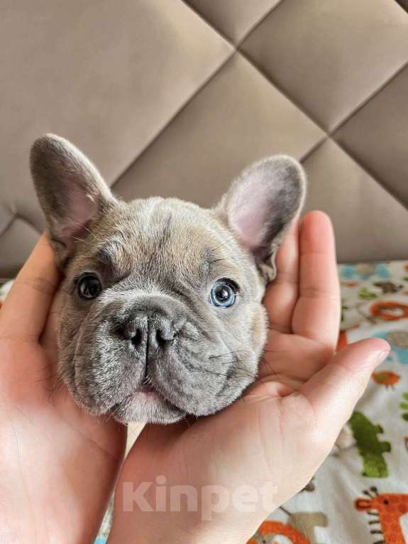 Собаки в Москве: Щенок французского бульдога (мальчик) Мальчик, 75 000 руб. - фото 2