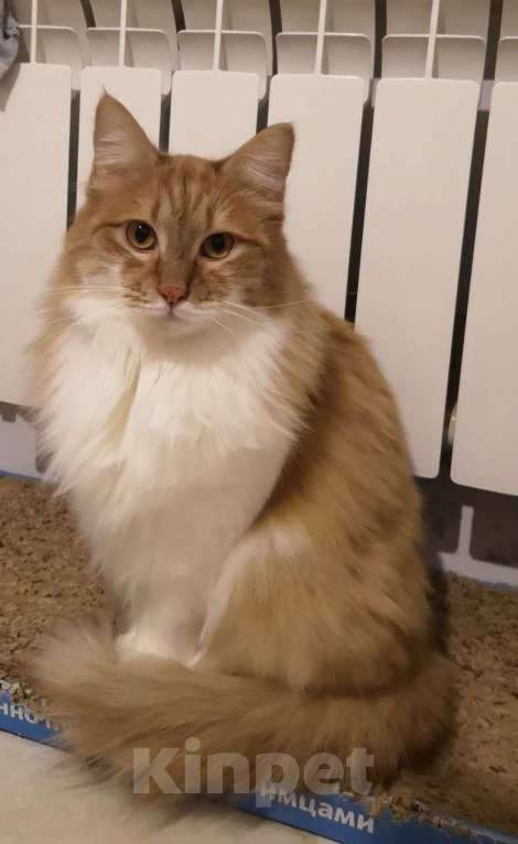 Кошки в Москве: Василиса кошечка кокетка Девочка, Бесплатно - фото 3