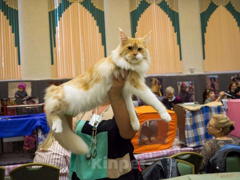 Кошки в Лянторе: Мейн кун домашняя рысь, 25 000 руб. - фото 1