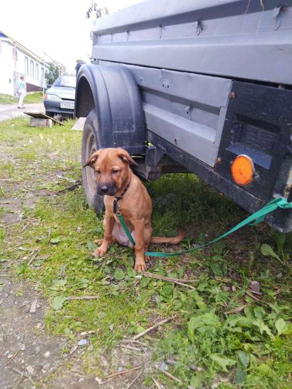 Собаки в Кыштыме: Девочка в добрые руки. Девочка, 1 руб. - фото 2