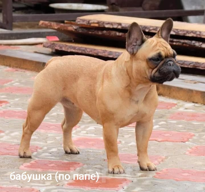 Собаки в Бийске: Француженка Апельсинка Девочка, 80 000 руб. - фото 9
