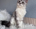 Кошки в Кудрово: Котенок Мейн-кун девочка Девочка, 55 000 руб. - фото 5