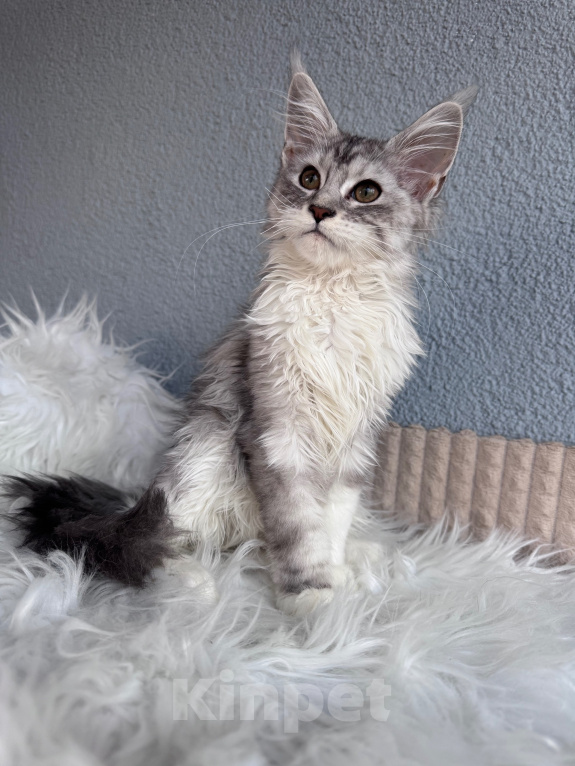 Кошки в Кудрово: Котенок Мейн-кун девочка Девочка, 55 000 руб. - фото 5