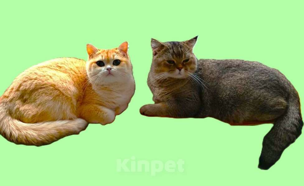 Кошки в Ижевске: Британская золотая шиншилла, котёнок Мальчик, Бесплатно - фото 5