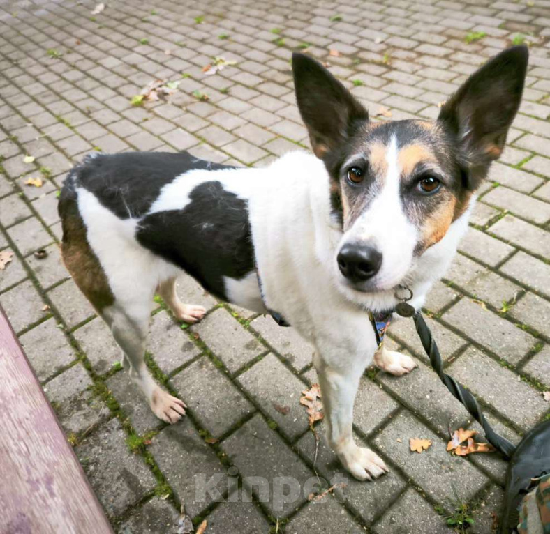 Собаки в Москве: Бэлла очень ждёт своего человека! Девочка, Бесплатно - фото 3
