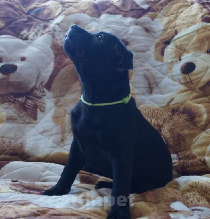 Собаки в Москве: Английский Стаффордширский Бультерьер Разнополые, 60 000 руб. - фото 8