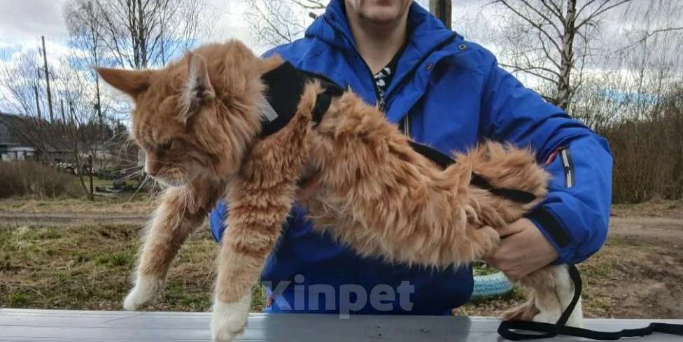 Кошки в Москве: Котенок из питомника Мальчик, 120 000 руб. - фото 1