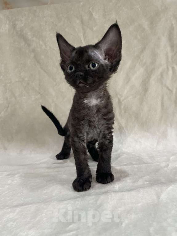 Кошки в Москве: Котенок Девон Рекс девочка дымчатая Девочка, 65 000 руб. - фото 4