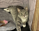 Кошки в Санкт-Петербурге: Кошка из приюта в добрые руки Девочка, Бесплатно - фото 3