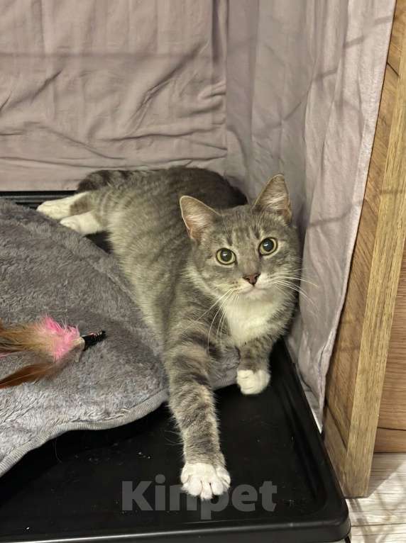 Кошки в Санкт-Петербурге: Кошка из приюта в добрые руки Девочка, Бесплатно - фото 3