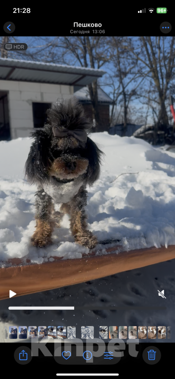 Собаки в Москве: Мальтипу мерле подрощенный мальчик  Мальчик, 100 000 руб. - фото 7