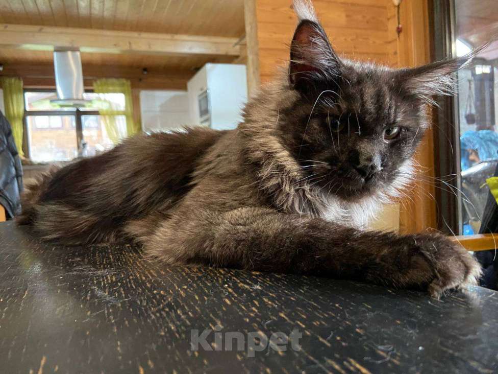 Кошки в Москве: Мейн-кун котенок черный дым Мальчик, 90 000 руб. - фото 2