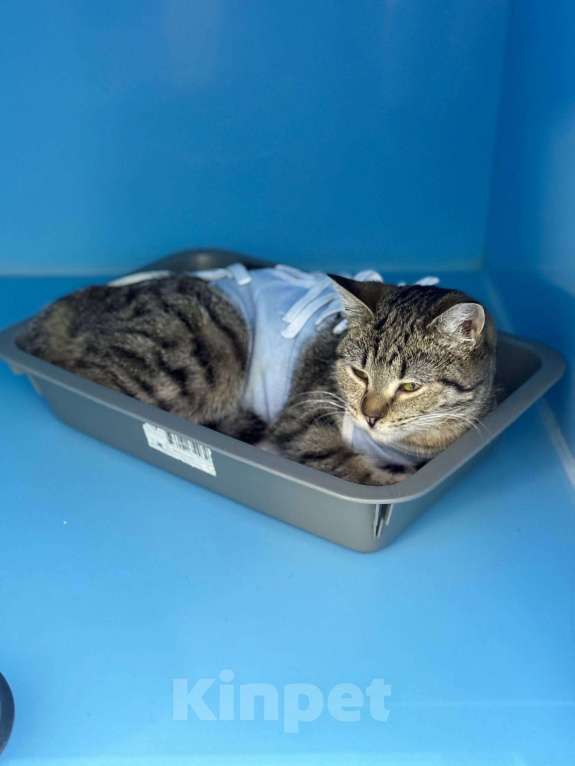 Кошки в Москве: Ласковый котенок Алсу  Девочка, Бесплатно - фото 4