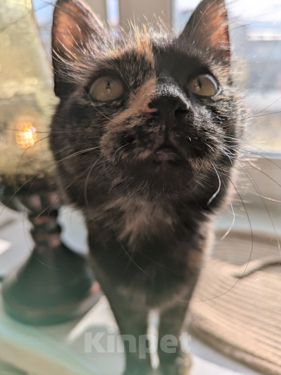 Кошки в Москве: Котенок девочка Костяная Римма Девочка, Бесплатно - фото 6