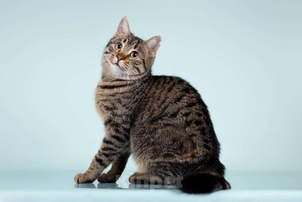 Кошки в Москве: Ласковая молодая кошечка ищет дом! Девочка, Бесплатно - фото 2