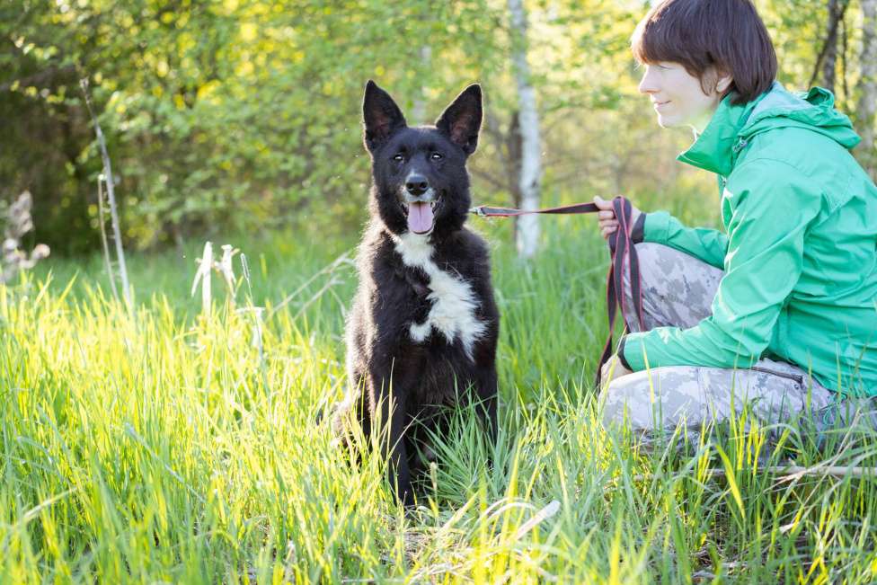 Собаки в Москве: Собака-компаньон в добрые руки! Мальчик, Бесплатно - фото 4