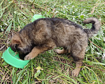 Собаки в Барнауле: Щенок, пушистый, мягкий Мальчик, Бесплатно - фото 4