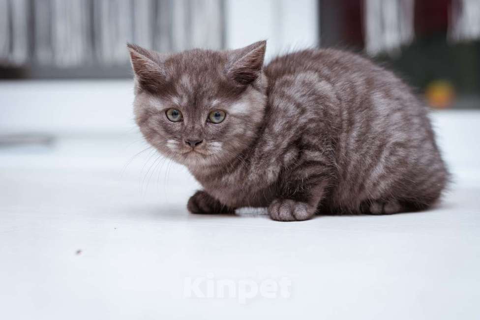 Кошки в Москве: Котята ищут дом! Девочка, Бесплатно - фото 6