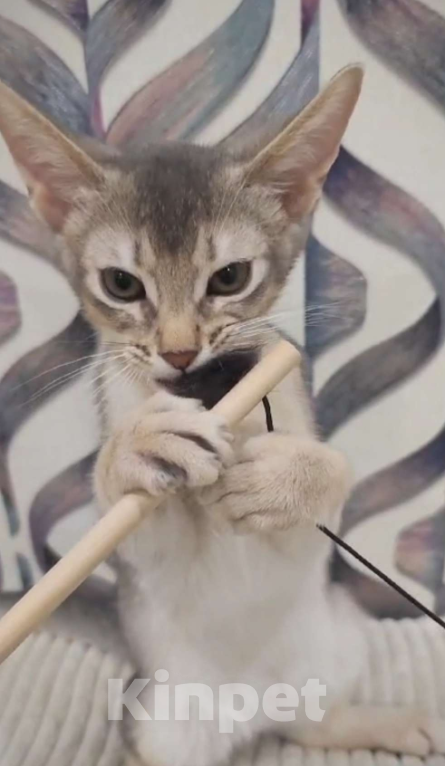 Кошки в Москве: Голубой абиссинец Мальчик, 55 000 руб. - фото 2