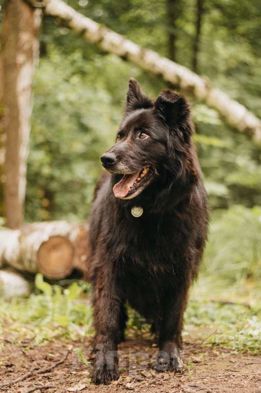 Собаки в Москве: Тихая Сакура ищет дом! Девочка, Бесплатно - фото 8