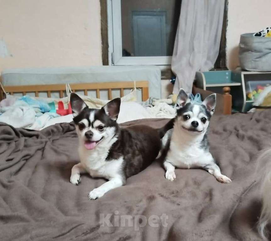 Собаки в других городах Московской области: Маленькие собачки ищут дом Мальчик, Бесплатно - фото 2