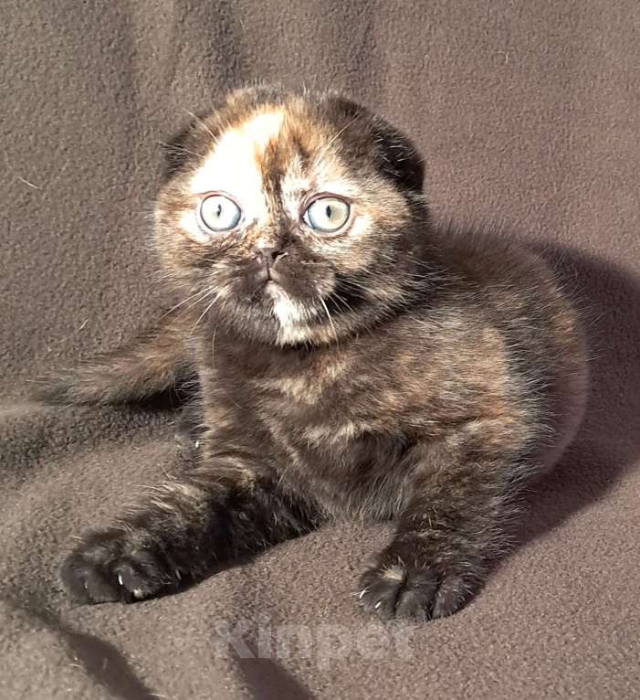 Кошки в Санкт-Петербурге: Шотландский котёнок. Девочка, 40 000 руб. - фото 6