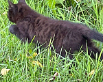 Кошки в Северске: Котенок-оберег для дома Девочка, 1 руб. - фото 2