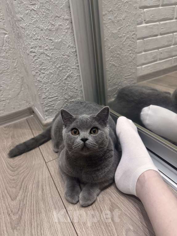 Кошки в Омске: Благородный кот  Мальчик, 1 руб. - фото 3