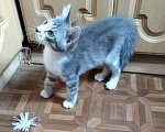 Кошки в Москве: Котенок Василек мечтает о родной семье Мальчик, Бесплатно - фото 7