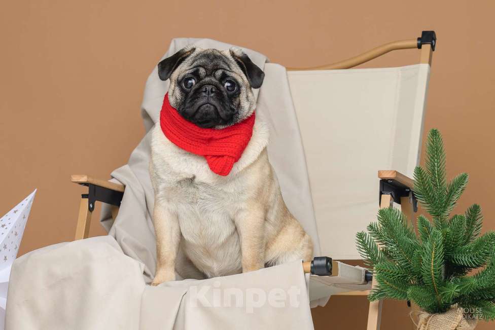 Собаки в Ижевске: Мопсы Девочка, 50 000 руб. - фото 6