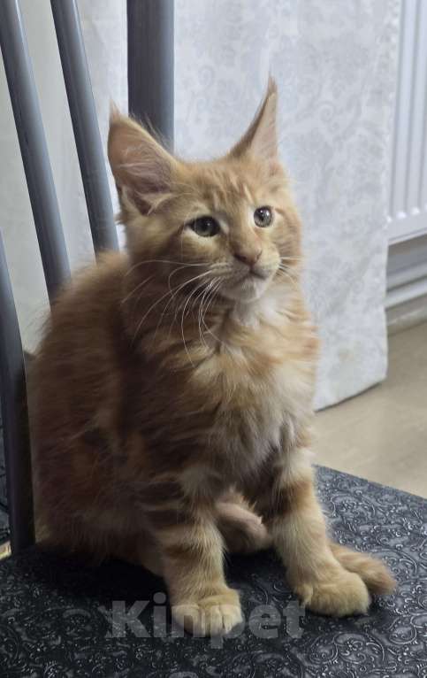 Кошки в Москве: Девочка 3 Девочка, 20 000 руб. - фото 2