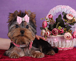 Собаки в Москве: Йоркширский терьер мини девочка Любава РКФ. Девочка, 65 000 руб. - фото 6