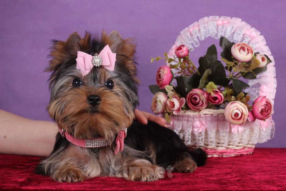 Собаки в Москве: Йоркширский терьер мини девочка Любава РКФ. Девочка, 65 000 руб. - фото 6