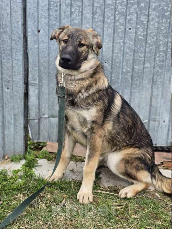 Собаки в других городах Ленинградской области: Самые ласковые щенки-целовашки ищут дом Мальчик, Бесплатно - фото 4